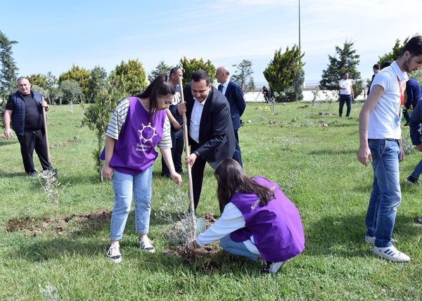 Sumqayıtda növbəti ağacəkmə aksiyası keçirilib