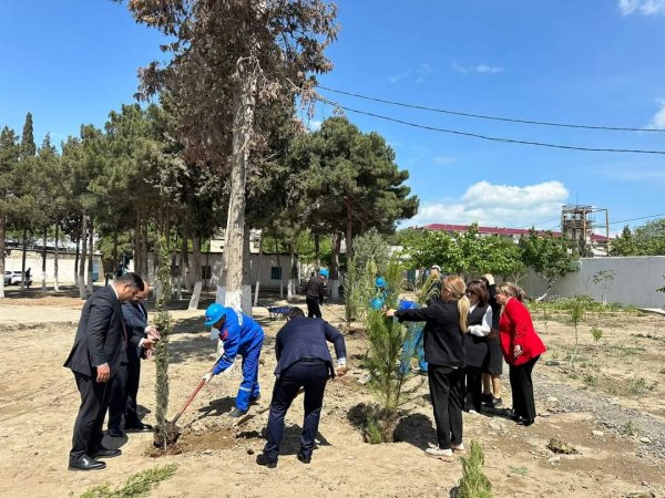 Sumqayıtda Ulu Öndərin 101 illiyi ilə bağlı 101 ağac əkildi (FOTO)