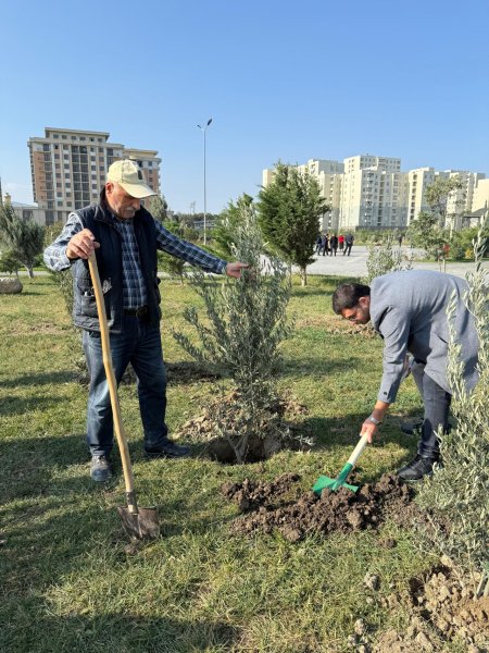 Sumqayıt Bələdiyyəsi tərəfindən 1000 ədəd zeytun ağacı əkilib - FOTOLAR