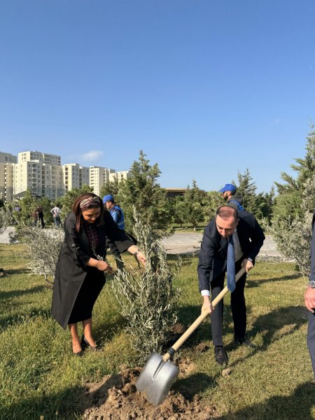 Sumqayıt Bələdiyyəsi tərəfindən 1000 ədəd zeytun ağacı əkilib - FOTOLAR