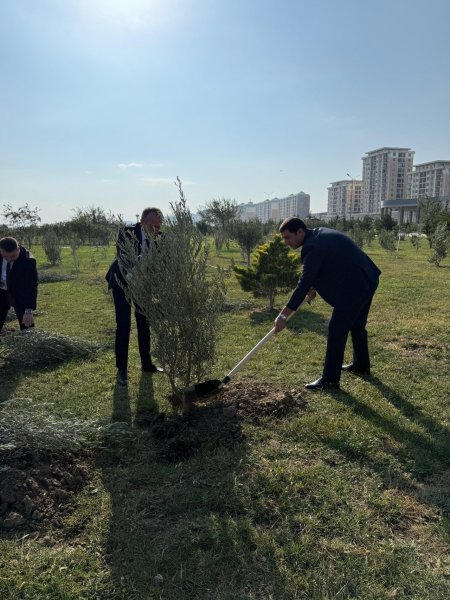 Sumqayıt Bələdiyyəsi tərəfindən 1000 ədəd zeytun ağacı əkilib - FOTOLAR