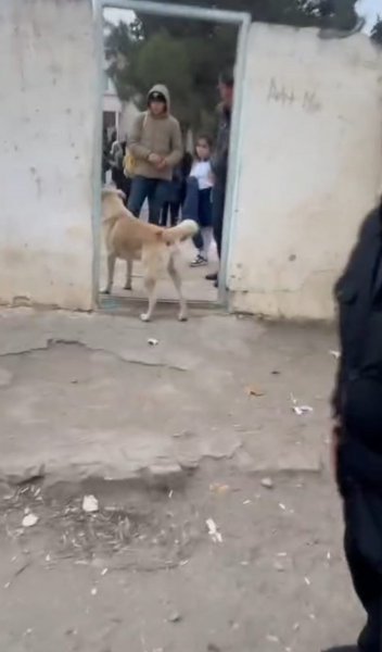 Sumqayıtda məktəb həyətində sahibsiz itlər narahatlıq yaradıb VİDEO