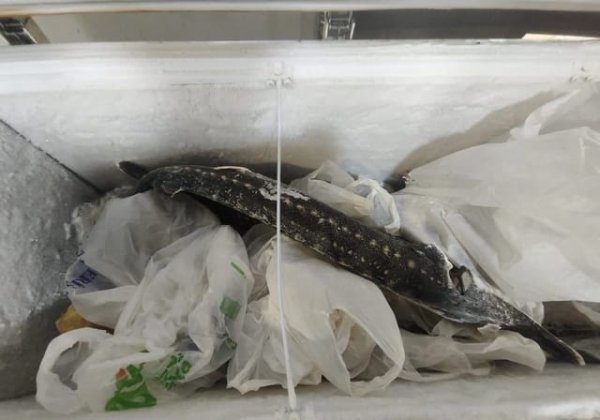 Novxanıdakı "Dağlılar Balıq" restoranının fəaliyyəti məhdudlaşdırıldı (SƏBƏB)