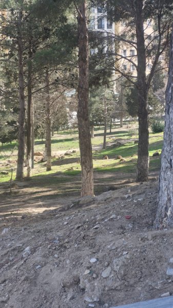 Sumqayıtın bu ərazisində ağaclar kəsildi: 300 yeni ting haradadır? 