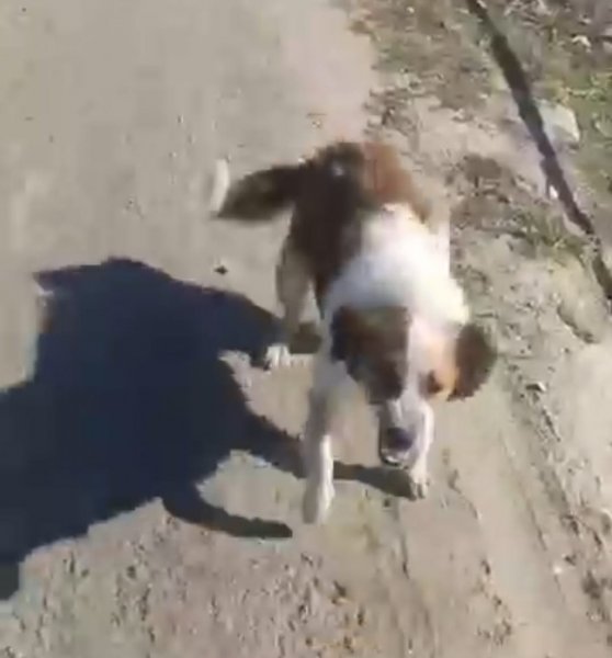 Sumqayıtda qorxulu anlar: “Yaşıl dərə”də küçə itləri qadına hücum etdi - VİDEO