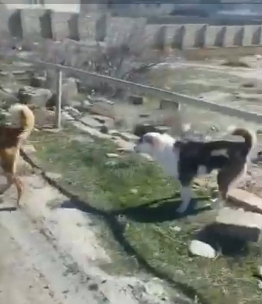 Sumqayıtda qorxulu anlar: “Yaşıl dərə”də küçə itləri qadına hücum etdi - VİDEO