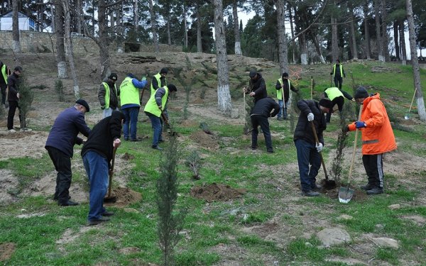 Sumqayıtda genişmiqyaslı ağacəkmə aksiyası keçirilib - FOTOLAR