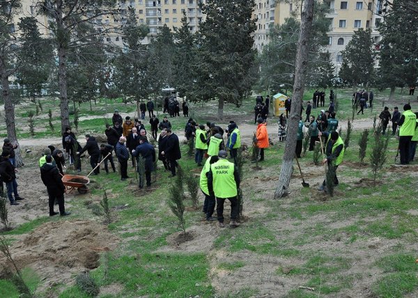 Sumqayıtda genişmiqyaslı ağacəkmə aksiyası keçirilib - FOTOLAR