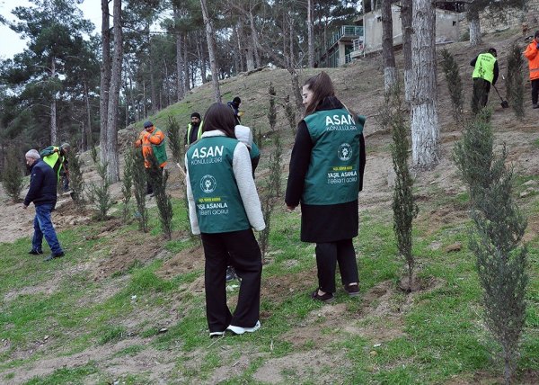 Sumqayıtda genişmiqyaslı ağacəkmə aksiyası keçirilib - FOTOLAR